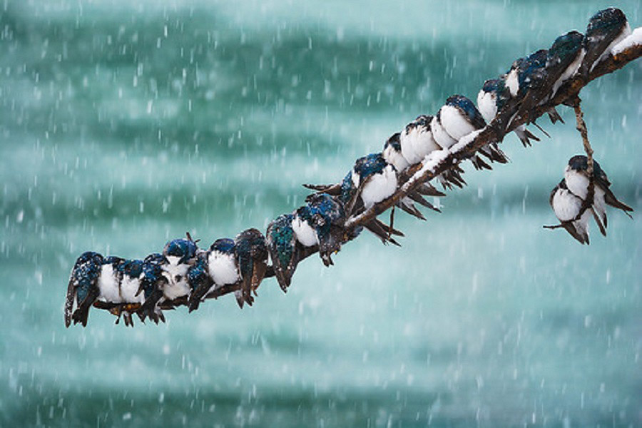 A flock of birds huddled out there miserably in the snow.